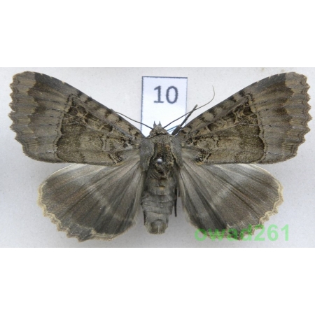Mormo maura (Linnaeus, 1758) Poland10